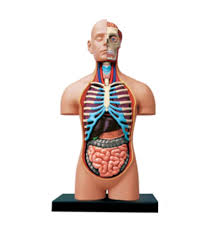 Anatomical models
